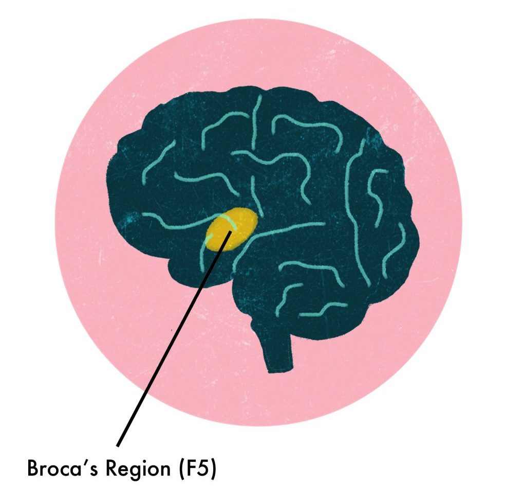 Reflecting on Mirror Neurons