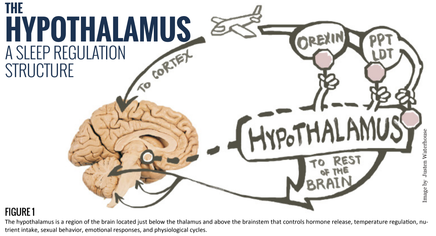 The Hypothalamus A Sleep Regulation Structure