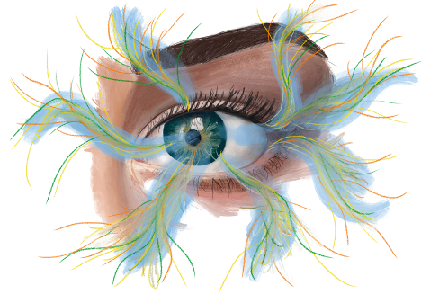 Retinal Regeneration Art Image