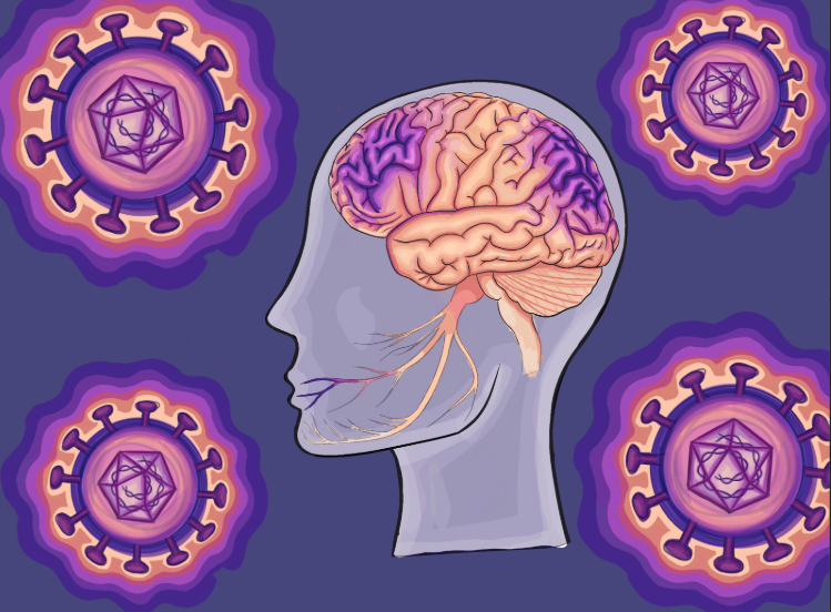 Herpesvirus: A Cunning Neurotropic Virus and What We Can Learn From It