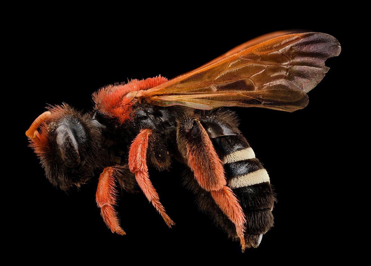 A Bee’s Perspective: Cocaine and Reward Processing