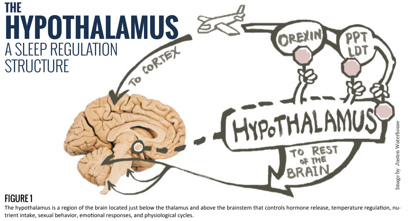 The Hypothalamus: A Sleep Regulation Structure