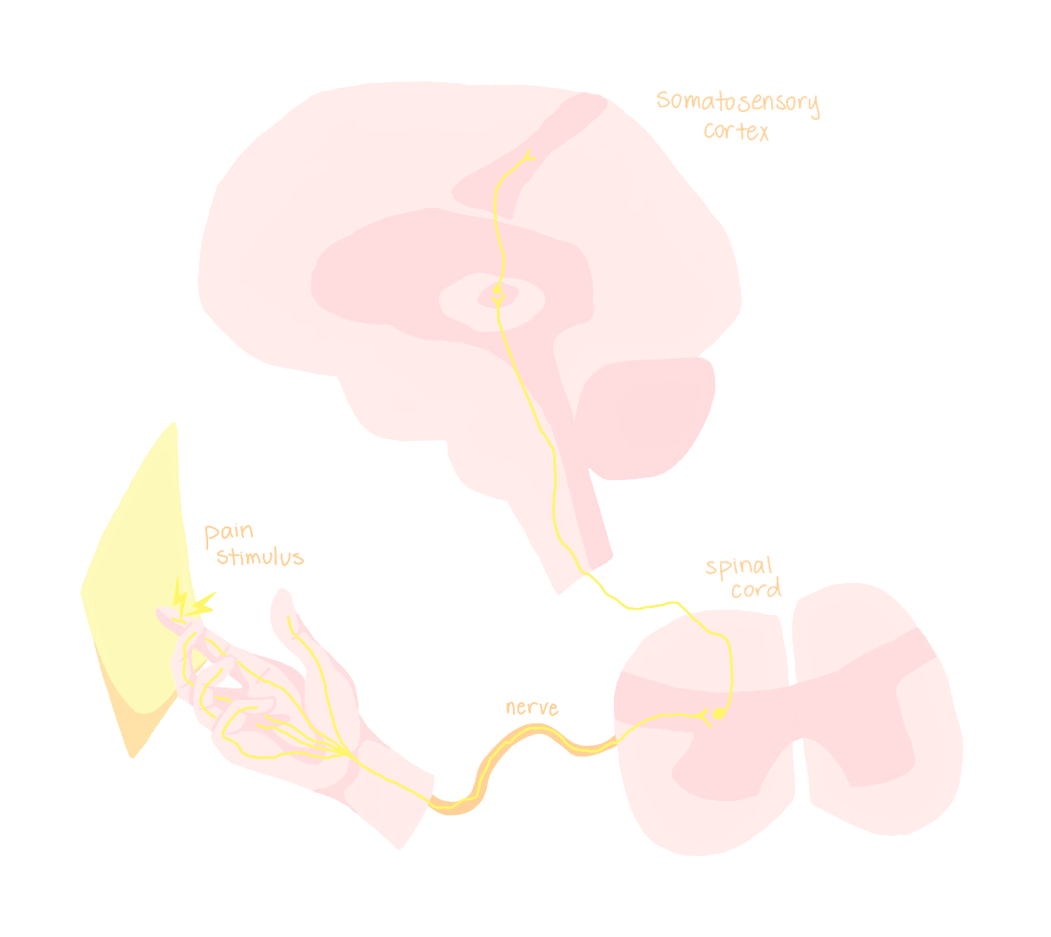 What Can We Gain from Blocking Out Pain? Peripheral Nerve Blocks in Postoperative Pain Management