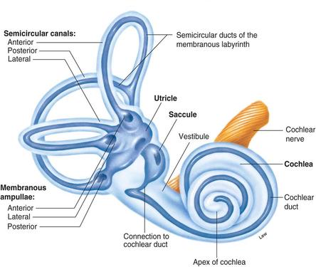 The Vestibular System and the “Spins”: A Proposal