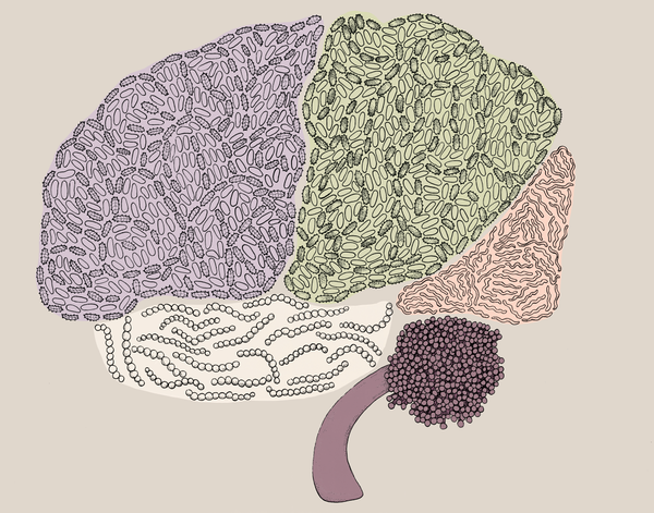 Digest This: How Gut Bacteria Affects the Brain