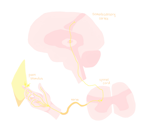 What Can We Gain from Blocking Out Pain? Peripheral Nerve Blocks in Postoperative Pain Management