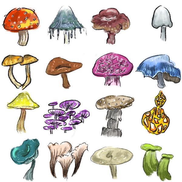 Mushrooms for the Mind: Psilocybin’s Potential as an Antidepressant